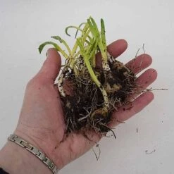 English Bluebells -Bulb Garden Store z BLUE P7146 C h