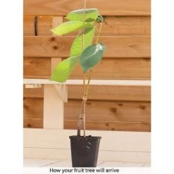 Patio Fruit Tree Collection 12 Patio Fruit Tree Collection -Bulb Garden Store z COLL T56849 B h
