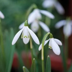 Snowdrops In The Green -Bulb Garden Store z GALA NIVALIS T00739