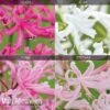 Nerine Bowdenii Collection -Bulb Garden Store z NERINE1