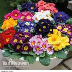 Most Scented Bumper Pack -Bulb Garden Store z Primrose Husky Mixed
