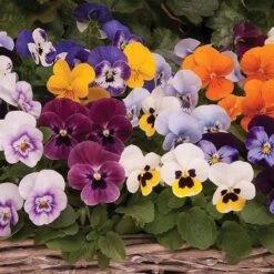 Viola 'Autumn Jewels Mixed' (Garden Ready) -Bulb Garden Store z VIOL T62669 A h