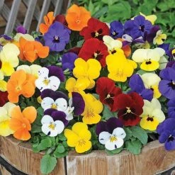 Most Scented Bumper Pack -Bulb Garden Store z VIOL V12187 A h