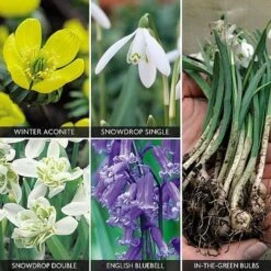 Spring Bulbs In The Green Collection -Bulb Garden Store z bulb v59885 a h