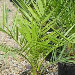 Phoenix Palm -Bulb Garden Store z phoenix palm2