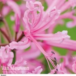 Nerine Bowdenii Collection -Bulb Garden Store z pink