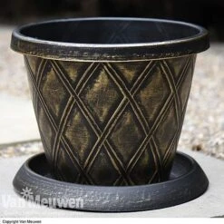 Calendula 'Power Daisy' Collection -Bulb Garden Store z sund v56706 a1